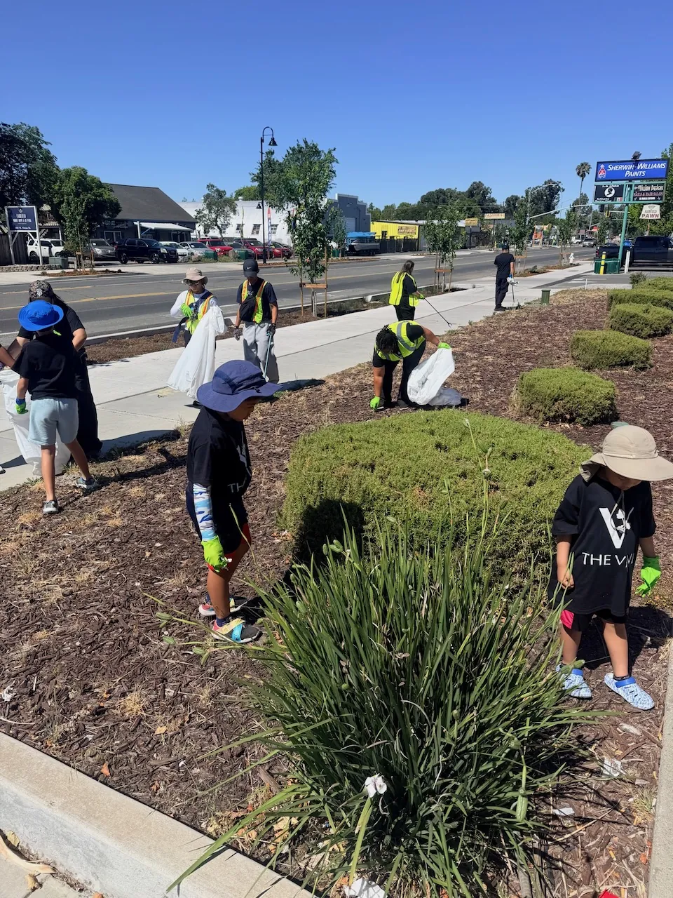 Volunteers in high-visibility vests clearing litter from a landscaped median along a busy Fairfield street